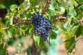Red wine grapes plant, new harvest of black wine grape in sunny day Royalty Free Stock Photo