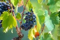 Red wine grapes plant, new harvest of black wine grape in sunny day Royalty Free Stock Photo