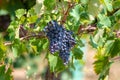 Red wine grapes plant, new harvest of black wine grape in sunny day Royalty Free Stock Photo