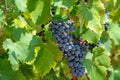 Red wine grapes plant, new harvest of black wine grape in sunny day Royalty Free Stock Photo