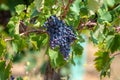 Red wine grapes plant, new harvest of black wine grape in sunny day Royalty Free Stock Photo