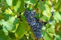 Red wine grapes plant, new harvest of black wine grape in sunny day Royalty Free Stock Photo