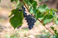 Red wine grapes plant, new harvest of black wine grape in sunny day Royalty Free Stock Photo