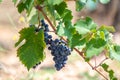 Red wine grapes plant, new harvest of black wine grape in sunny day Royalty Free Stock Photo