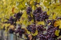 Red Wine grapes ready for harvest Region Moselle River Winningen Germany