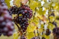Red Wine grapes ready for harvest Region Moselle River Winningen Germany