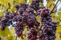 Red Wine grapes ready for harvest Region Moselle River Winningen Germany