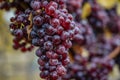 Red Wine grapes ready for harvest Region Moselle River Winningen Germany