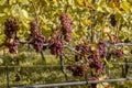 Red Wine grapes ready for harvest Region Moselle River Winningen Germany