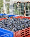 Red Wine Grapes on the Truck Royalty Free Stock Photo