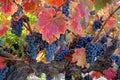 Red Wine Grapes on Vine Royalty Free Stock Photo