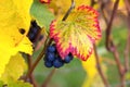 Red Wine Grapes on Vine Closeup Royalty Free Stock Photo