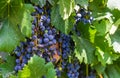 Red wine grapes on a vine in a vineyard in Mendoza on a sunny day, Royalty Free Stock Photo