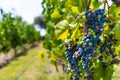 Red wine grapes on a vine in a vineyard in Mendoza on a sunny day, Royalty Free Stock Photo