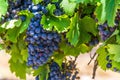 Red wine grapes on a vine in a vineyard in Mendoza on a sunny day, Royalty Free Stock Photo