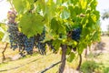 Red wine grapes on a vine in a vineyard in Mendoza on a sunny day, Royalty Free Stock Photo