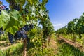 Red wine grapes on a vine in a vineyard in Mendoza on a sunny day, Royalty Free Stock Photo