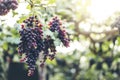 Red wine grapes in vineyard Royalty Free Stock Photo