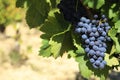 Red wine grapes vineyard copy space Royalty Free Stock Photo