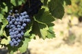 Red wine grapes vineyard France