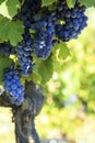 Red wine grapes vineyard. Royalty Free Stock Photo