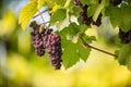 Large bunches of red wine grapes hang from an old vine Royalty Free Stock Photo