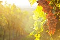 Red wine grapes in a vineyard on a sunny morning in autumn Royalty Free Stock Photo