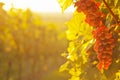 Red wine grapes in a vineyard on a sunny morning in autumn Royalty Free Stock Photo
