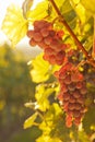 Red wine grapes in a vineyard on a sunny morning in autumn Royalty Free Stock Photo