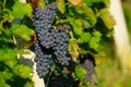 Red Wine Grapes Royalty Free Stock Photo