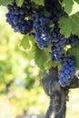 Red wine grapes vineyard vertical copy space Royalty Free Stock Photo