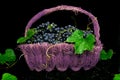 Red wine grapes in voiolet basket on bllack background. Royalty Free Stock Photo