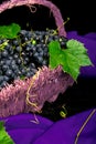Red wine grapes in voiolet basket on bllack background. Royalty Free Stock Photo