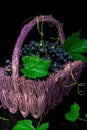 Red wine grapes in voiolet basket on bllack background. Royalty Free Stock Photo