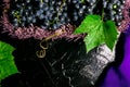 Red wine grapes in voiolet basket on bllack background. Royalty Free Stock Photo