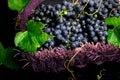 Red wine grapes in voiolet basket on bllack background. Royalty Free Stock Photo