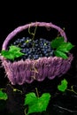 Red wine grapes in voiolet basket on bllack background. Royalty Free Stock Photo