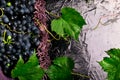 Red wine grapes in voiolet basket on bllack background. Royalty Free Stock Photo