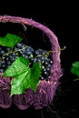 Red wine grapes in voiolet basket on bllack background. Royalty Free Stock Photo