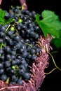 Red wine grapes in voiolet basket on bllack background. Royalty Free Stock Photo