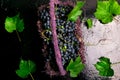 Red wine grapes in voiolet basket on bllack background. Royalty Free Stock Photo