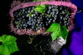 Red wine grapes in voiolet basket on bllack background. Top view. Copy space. Royalty Free Stock Photo