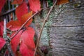 Red wine leafs on mossy wood in fall Royalty Free Stock Photo