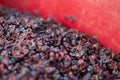 Winemaking. Fermentation of blue grape must. Royalty Free Stock Photo