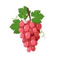 Red wine muscatel Grapes bunch with berries and leaves Royalty Free Stock Photo