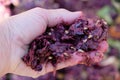 Red wine pomace in the hands of a winemaker. Royalty Free Stock Photo