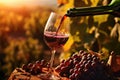 Red wine pouring into glass on vineyard in sunset light, closeup, Close-up of a woman\'s hand pouring red wine in t Royalty Free Stock Photo