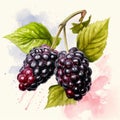 Vibrant Watercolor Mulberry Illustration With Hdr Effect