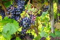 Red wine: Vine with grapes just before harvest, Cabernet Sauvignon grapevine in an old vineyard near a winery Royalty Free Stock Photo