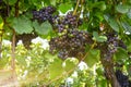 Red wine: Vine with grapes just before harvest, Cabernet Sauvignon grapevine in an old vineyard near a winery